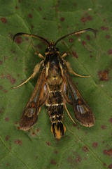 Pyropteron doryliformis
