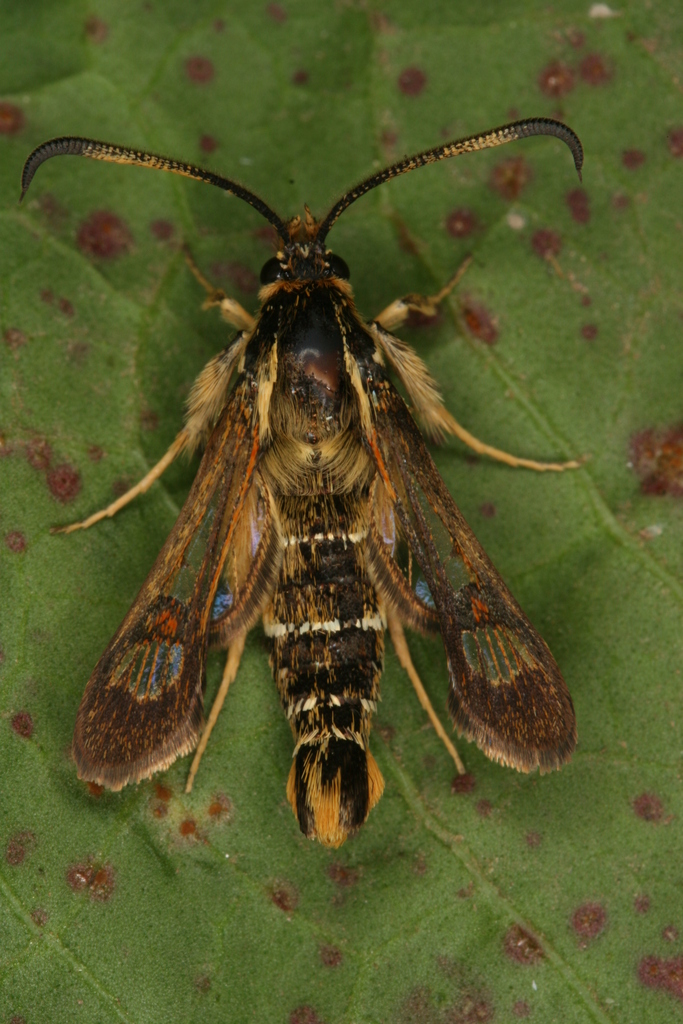Dock clearwing