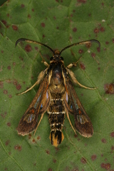 Pyropteron doryliformis
