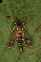 Pyropteron doryliformis