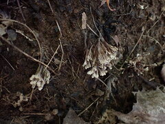 Thelephora anthocephala