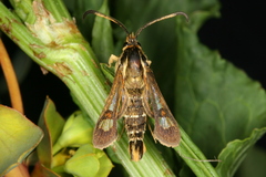 Pyropteron doryliformis