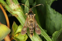 Pyropteron doryliformis