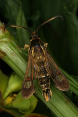 Pyropteron doryliformis