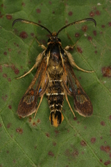 Pyropteron doryliformis