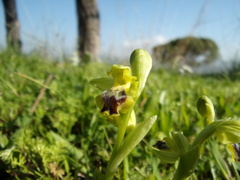 Ophrys lutea galilaea