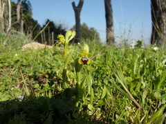 Ophrys lutea galilaea