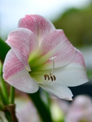 Hippeastrum hybridum
