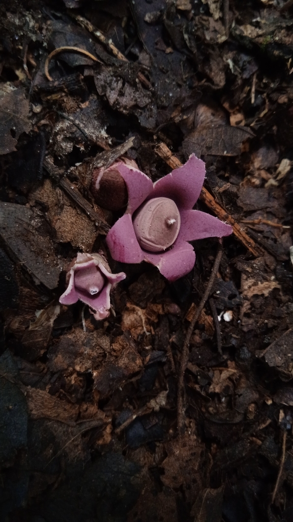 Geastrum violaceum · January 2023 · photo: © deniszabin (iNaturalist, cc-by)