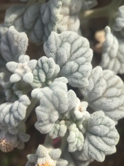 Psathyrotes ramosissima