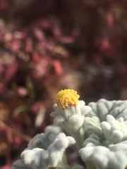 Psathyrotes ramosissima