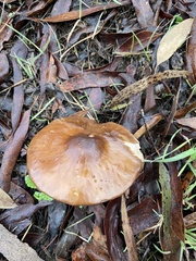 Pluteus exilis