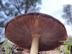 Pluteus exilis
