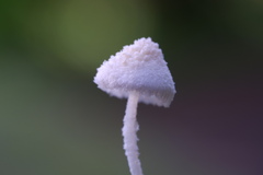 Cystolepiota
