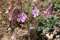 Erodium
