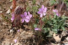 Erodium