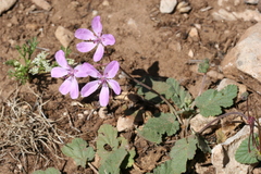 Erodium