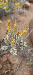Oedera oppositifolia