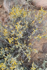 Oedera oppositifolia