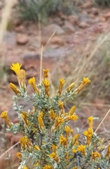 Oedera oppositifolia