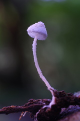 Cystolepiota