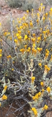 Oedera oppositifolia