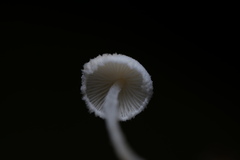 Cystolepiota