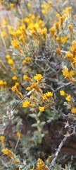 Oedera oppositifolia