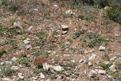 Erodium