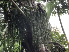 Caryota