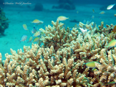 Chromis viridis