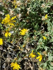 Heterotheca hartmanii