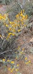 Oedera oppositifolia