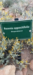 Oedera oppositifolia