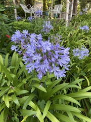 Agapanthus