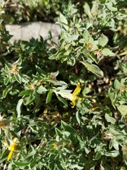 Heterotheca hartmanii