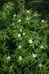 Anemonastrum dichotomum
