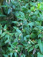 Lepidaploa borinquensis