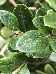 Eurytetranychus buxi