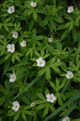 Anemonastrum dichotomum