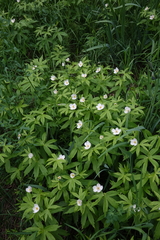 Anemonastrum dichotomum