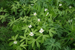 Anemonastrum dichotomum