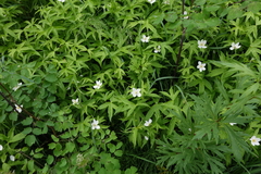 Anemonastrum dichotomum
