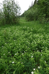 Anemonastrum dichotomum