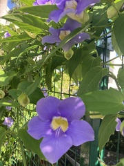 Thunbergia