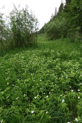 Anemonastrum dichotomum