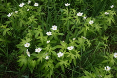 Anemonastrum dichotomum