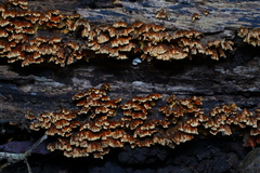 Xylobolus spectabilis