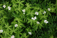 Anemonastrum dichotomum