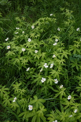 Anemonastrum dichotomum